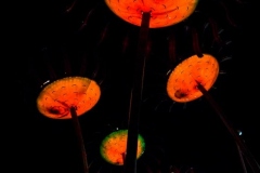 Science Center, Sonic Bloom
