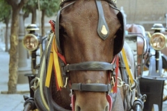 Horse in Plaza Virgin de los Reyes,
