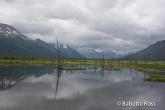 Alaskan Railraod, Glacier Discovery