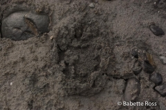 Spencer Glacier Wolf Track