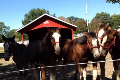 Grant's Farm Clydesdales