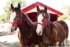 Grant's Farm Clydesdales