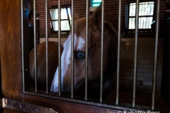 Grant's Farm