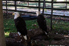 Grant's Farm