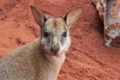 Australia Wildlife Park