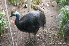Australia Wildlife Park