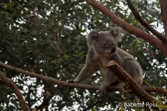 Australia Wildlife Park