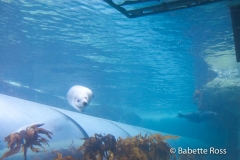 Aquarium