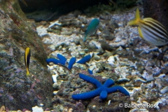 Aquarium