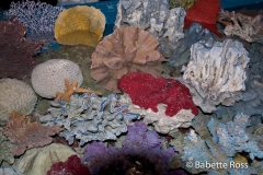 Aquarium