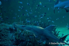 Aquarium