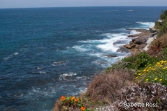 Cliff Walk - Bondi to Tamarama - Sculpture by The Sea
