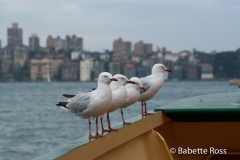 Ferry to Manly