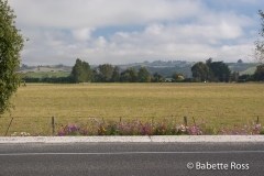 between Dunedin & TeAnu