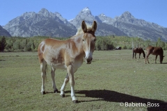 Donkey