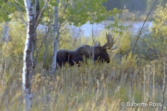 Oxbow Bend, Moose