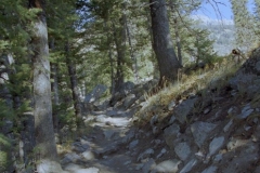 Lupine Meadow Trail