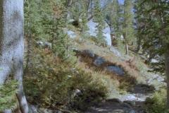 Lupine Meadow Trail
