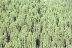 Evergreen Trees