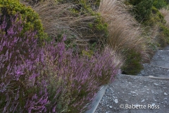 Tongariro Crossing