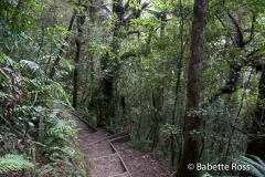 Tongariro Crossing
