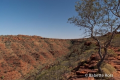 King's Canyon
