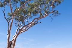 King's Canyon