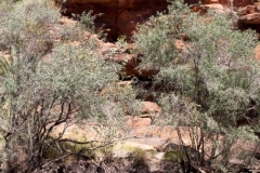 King's Canyon
