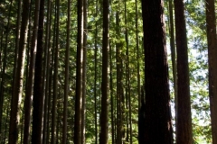 Grouse Grind Trail