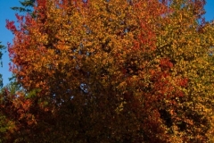 Stanley Park