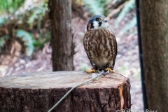 Capilano