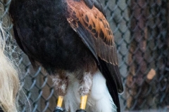 Capilano