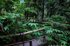 Capilano