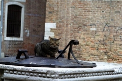 Campo Cat on a Well