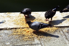 Burano Pigeons Pasta Fest