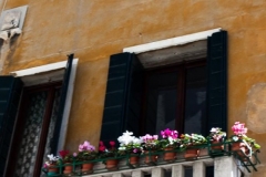 Flower Pots