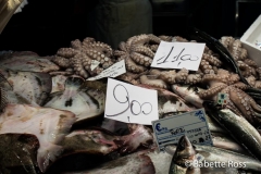Rialto Market, Squid
