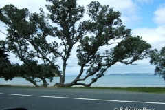 en route Waipoua