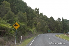 Kiwi Crossing Sign