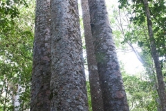 Waipoua Kauri Forest - Four Sisters