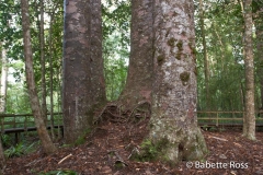 Waipoua Kauri Forest - Four Sisters