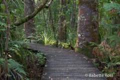 Waipoua Kauri Forest