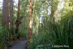 Waipoua Kauri Forest