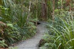 Waipoua Kauri Forest