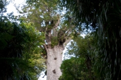 Waipoua Kauri Forest - Tane Mahuta