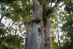 Waipoua Kauri Forest - Te Mauta Ngahere