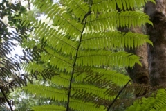 Waipoua Kauri Forest
