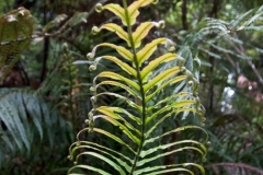Waipoua Kauri Forest