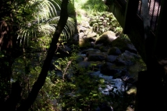 Whangarei Falls