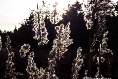 Ashford 2013-12-25